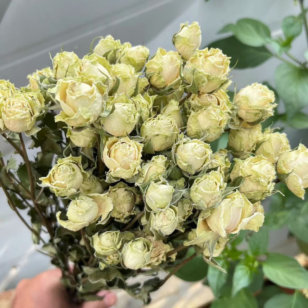 Mazzo di rose naturali stabili - Resin Craft Ideas recensione e prezzo